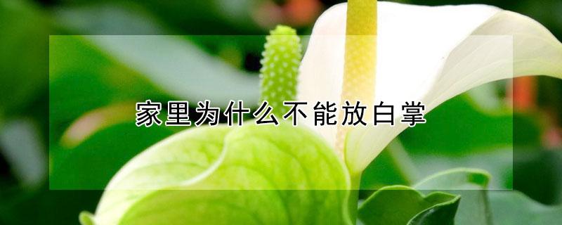 家里为什么不能放白掌（室内放白掌有什么不好吗）