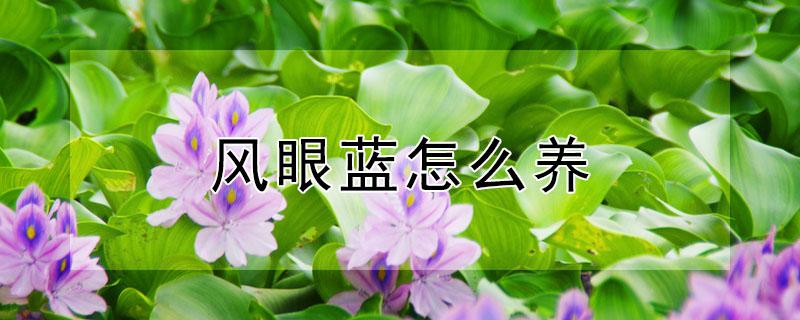 风眼蓝怎么养 凤眼蓝可以室内养吗