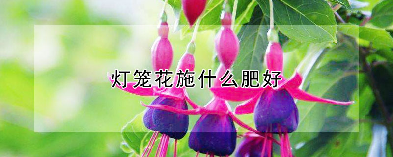 灯笼花施什么肥好（灯笼花施什么肥最好）