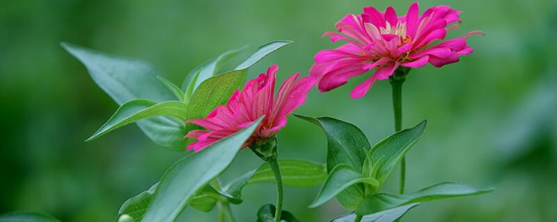 百日草盆栽技巧 百日草的种植方法百日草怎么种