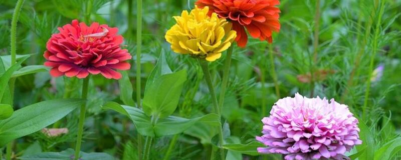 百日菊怎么移植 百日菊移植容易存活吗