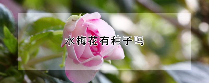 水梅花有种子吗（梅花有种子吗?）