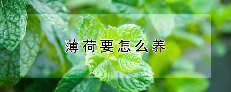薄荷要怎么养（薄荷要怎么养才茂密）