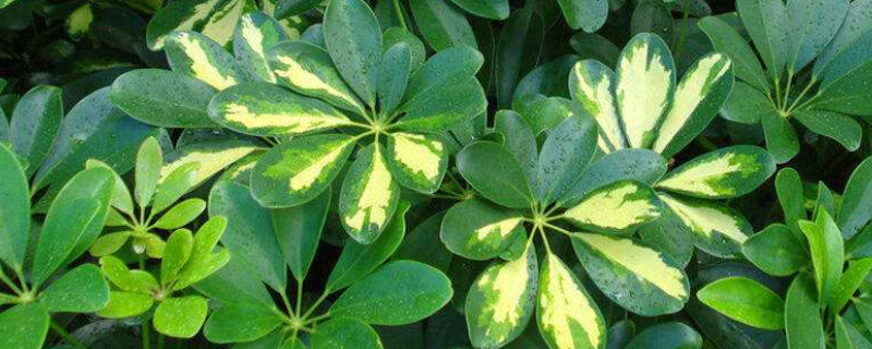 鸭掌木掉叶子什么原因 鸭掌木叶子脱落