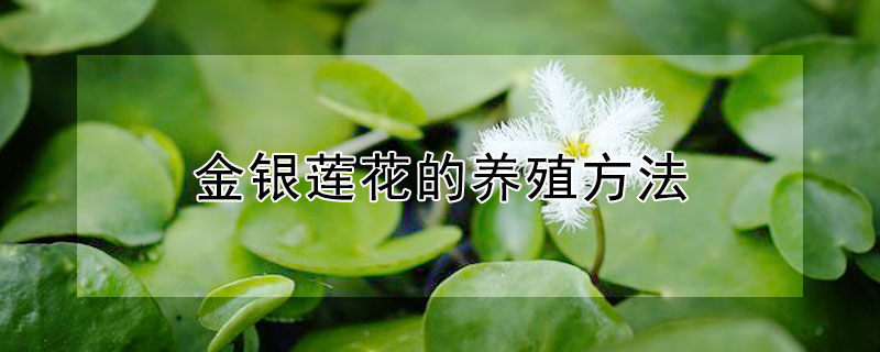金银莲花的养殖方法（金银莲花的养殖方法注意事项）