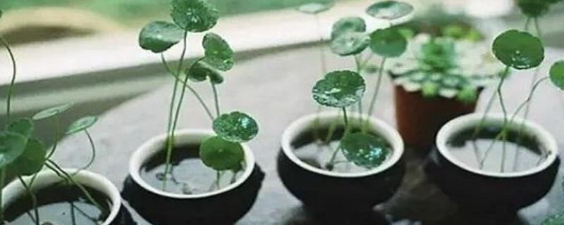 香菇草施什么肥 香菇如何施肥