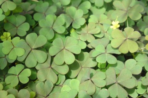 酢浆草种球催芽方法