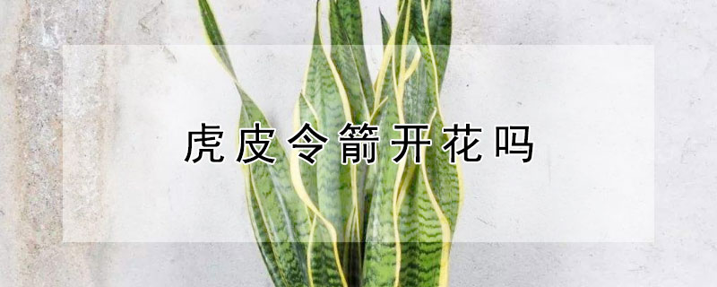 虎皮令箭开花吗 虎皮令箭开花图片欣赏