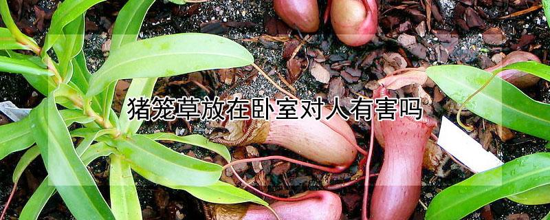 猪笼草放在卧室对人有害吗（家里放猪笼草好么）