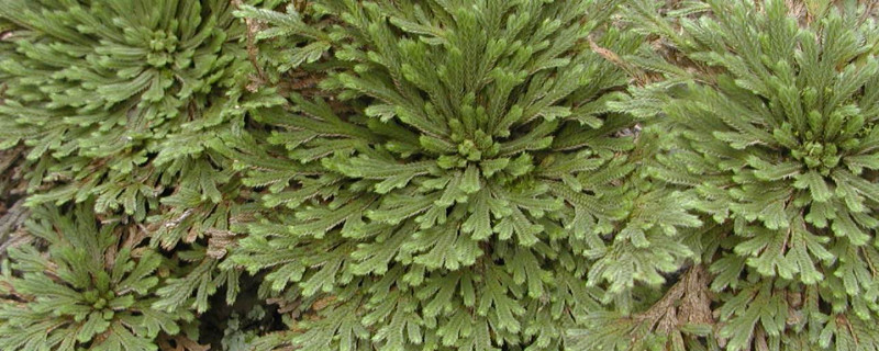 伏地卷柏家里怎么种植（旱生卷柏的养殖方法）