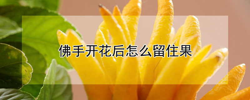 佛手开花后怎么留住果 佛手花开花结果后又落果怎么办?