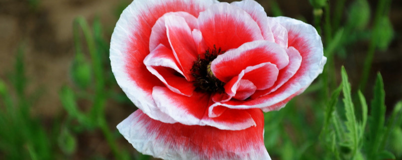 虞美人可以盆栽吗（虞美人花可以盆栽吗）