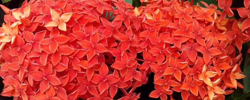 龙船花不开花是咋回事 龙船花谢了还会开花吗