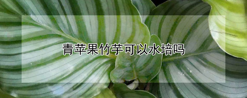 青苹果竹芋可以水培吗 水培青苹果竹芋的养殖方法和注意事项