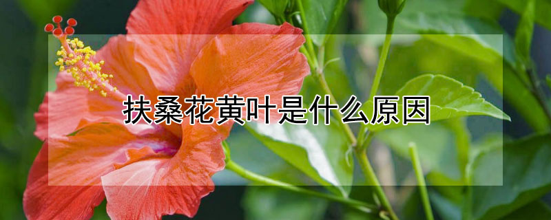 扶桑花黄叶是什么原因 扶桑花为什么老黄叶子