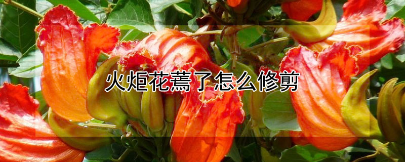 火炬花蔫了怎么修剪（火炬花开败后怎样处理）