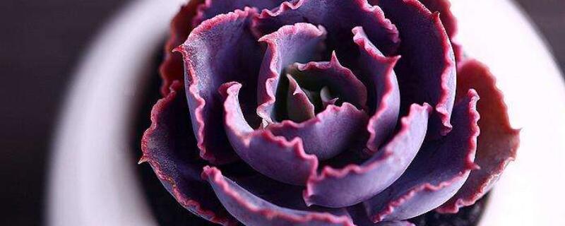 晚霞之舞夏季怎么养（晚霞之舞夏季休眠吗）