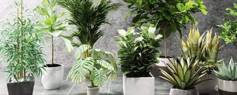 盆栽冬季怎么防冻 盆栽冬天怎么防冻