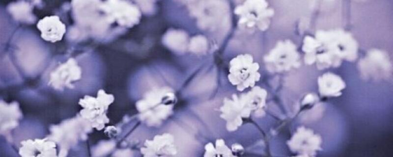 满天星盆栽怎样扦插（满天星扦插繁殖方法）