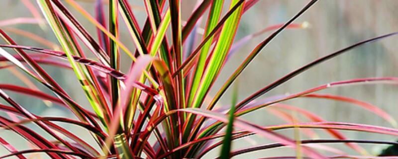 水培千年木怎么养（水培千年木的养殖方法和注意事项）