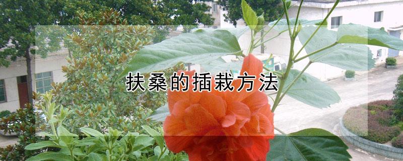 扶桑的插栽方法（扶桑花插扦方法）