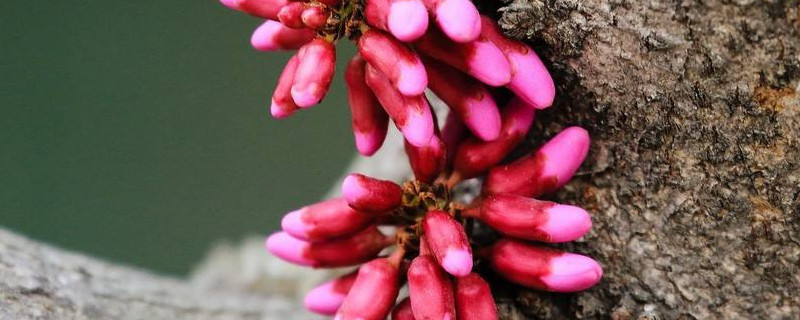 怎么修剪紫荆花树 怎么样修剪紫荆花树