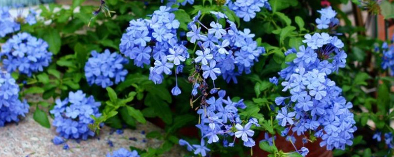 蓝雪花叶子枯了怎么回事（蓝雪花叶子干枯怎么回事）