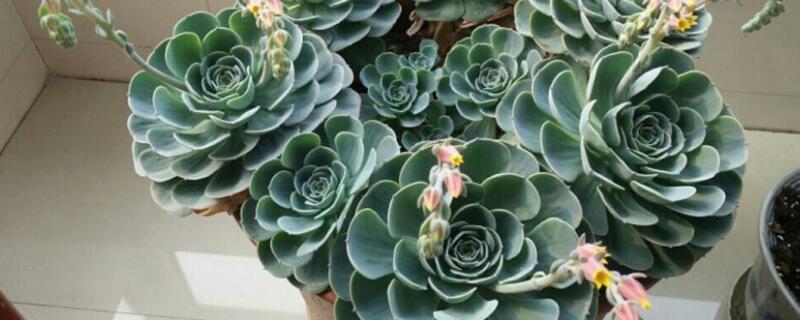 观音莲多肉怎么浇水 观音莲多肉多久浇一次水