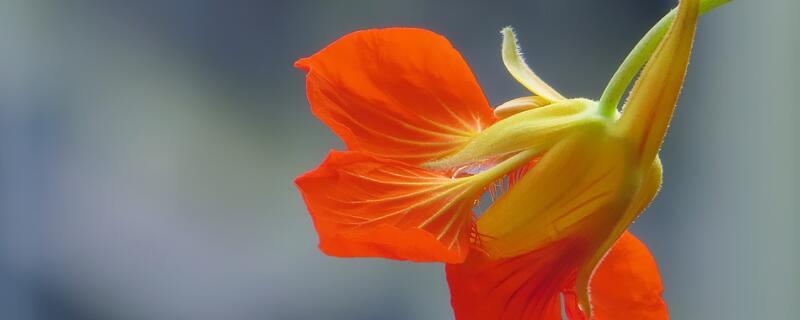 冬季旱莲花怎么养（旱莲花夏天怎么养）