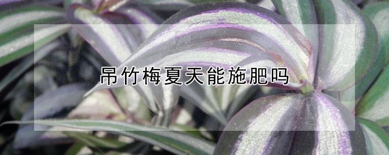 吊竹梅夏天能施肥吗 吊竹梅浇什么肥料?