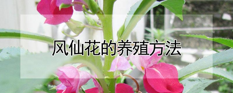 风仙花的养殖方法 凤仙花移栽