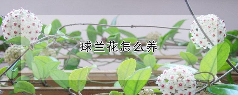 球兰花怎么养 球兰花怎么养?什么时候能开花