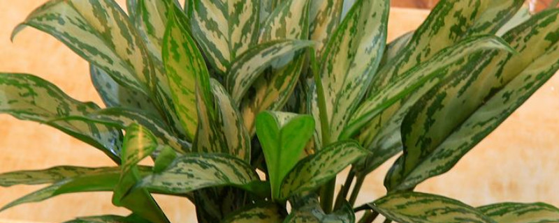 银皇后叶子发黄怎么办（皇后叶子发黄怎么回事）