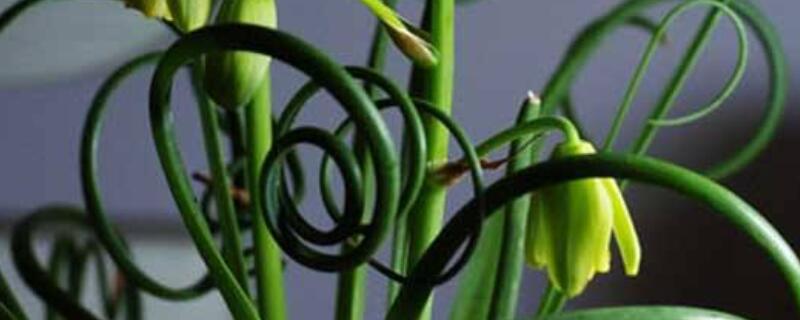 弹簧草夏天的养殖方法（弹簧草的养殖方法和注意事项）