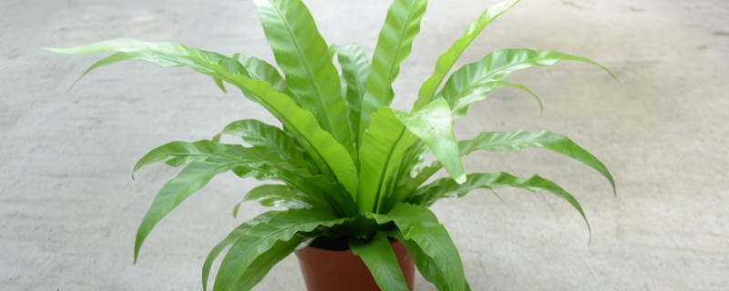 鸟巢蕨烂根如何再生（鸟巢蕨叶子干枯怎么救）