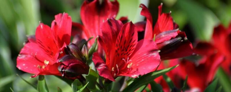 六出花花后的养护 六出花家庭养护注意事项