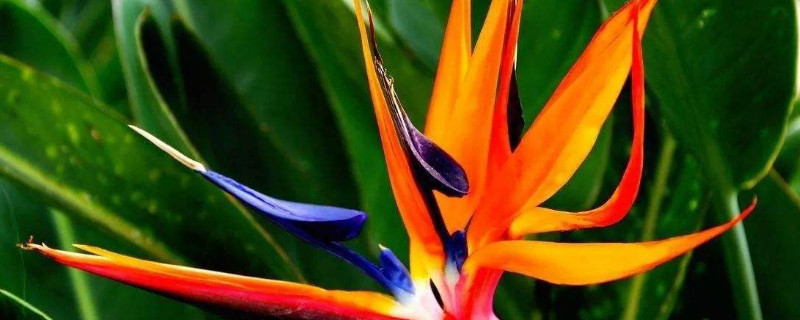 鹤望兰叶子蚧壳虫怎样治 鹤望兰病虫害防治