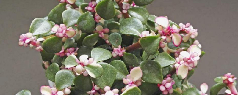 金枝玉叶花怎么养旺盛 金枝玉叶花怎样养