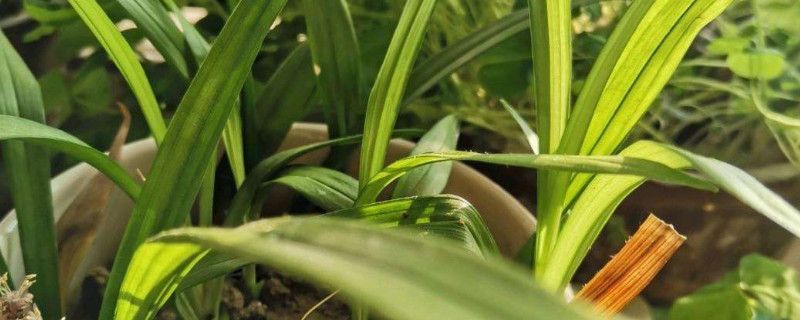 吉祥草养殖方法和注意事项（吉祥草种植方法）