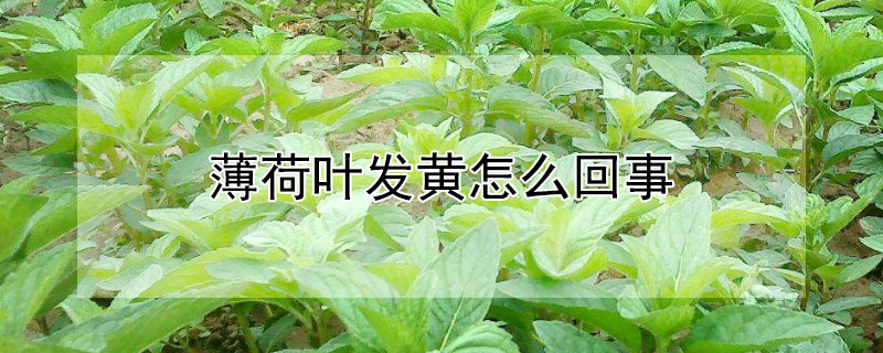 薄荷叶发黄怎么回事（薄荷叶 发黄）