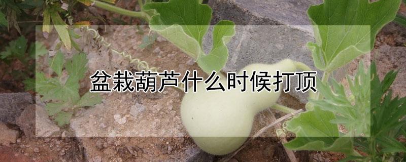 盆栽葫芦什么时候打顶 盆栽葫芦怎么打顶