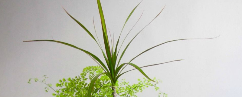 千年木移盆方法 千年木移盆的时候要浇透水吗