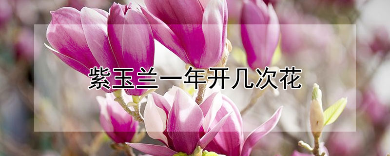 紫玉兰一年开几次花（紫玉兰一年开两次花）