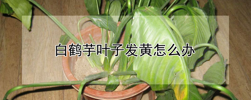 白鹤芋叶子发黄怎么办 红鹤芋叶子变黄