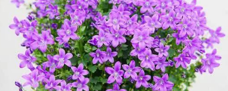 丹麦风铃花怎么繁殖（丹麦风铃花花后怎么养）