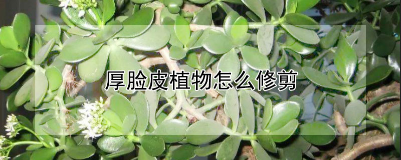 厚脸皮植物怎么修剪（厚脸皮植物怎么修剪视频）