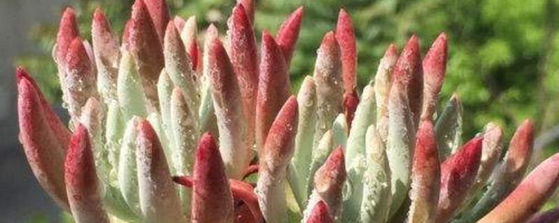 爱杜丽丝如何繁殖 爱杜丽丝的养殖方法和注意事项