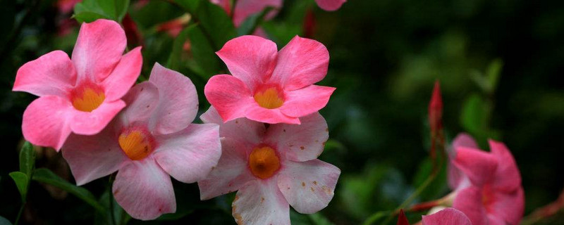 飘香滕怎么养殖和管理（如何养殖飘香藤）