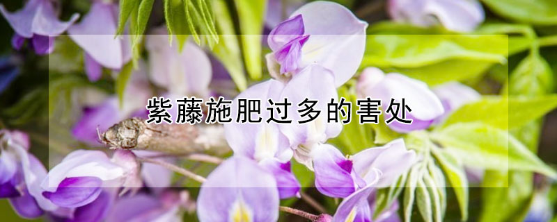 紫藤施肥过多的害处 紫藤施什么肥料