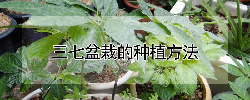 三七盆栽的种植方法（花盆三七的种植方法）